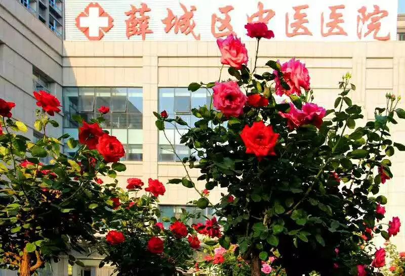 薛城区中医院被命名为“省级卫生先进单位”